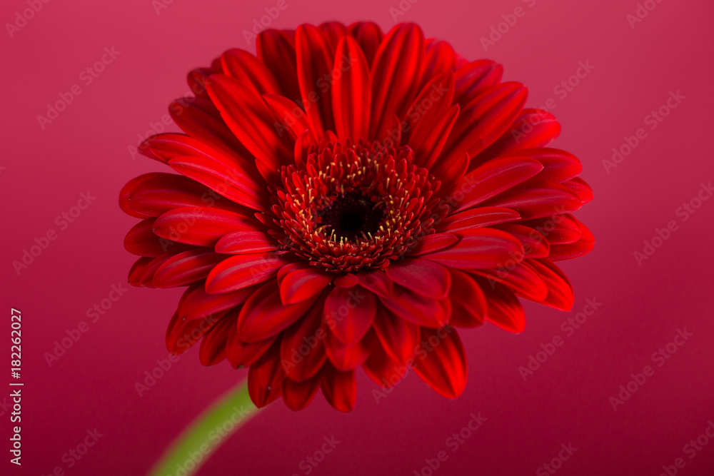 Red Gerbera flower