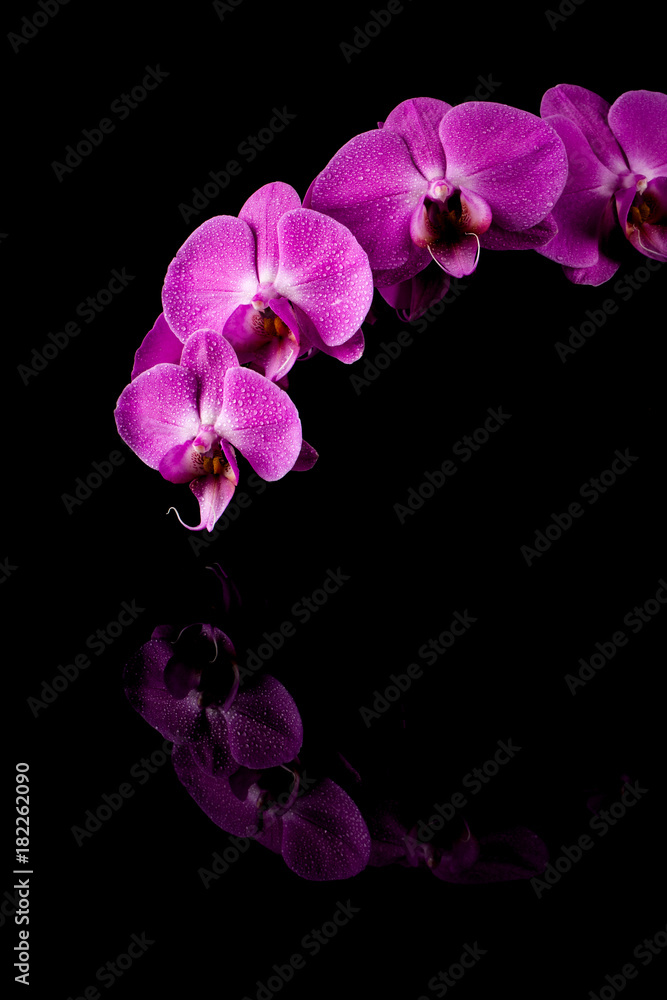 Obraz premium orchid pink flower with water drops