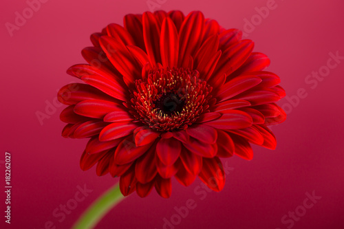 Red Gerbera flower