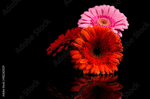 Red Pink Orange Gerbera flower