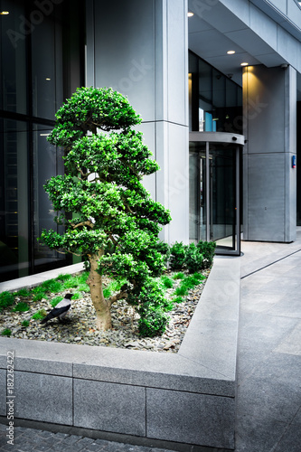 A Small Tree by an Office Building