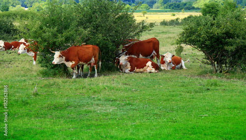 Calves on the field