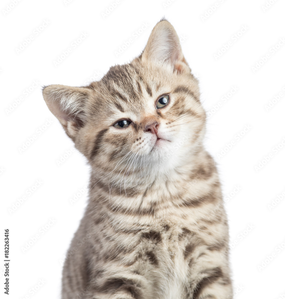 Satisfied cat portrait isolated