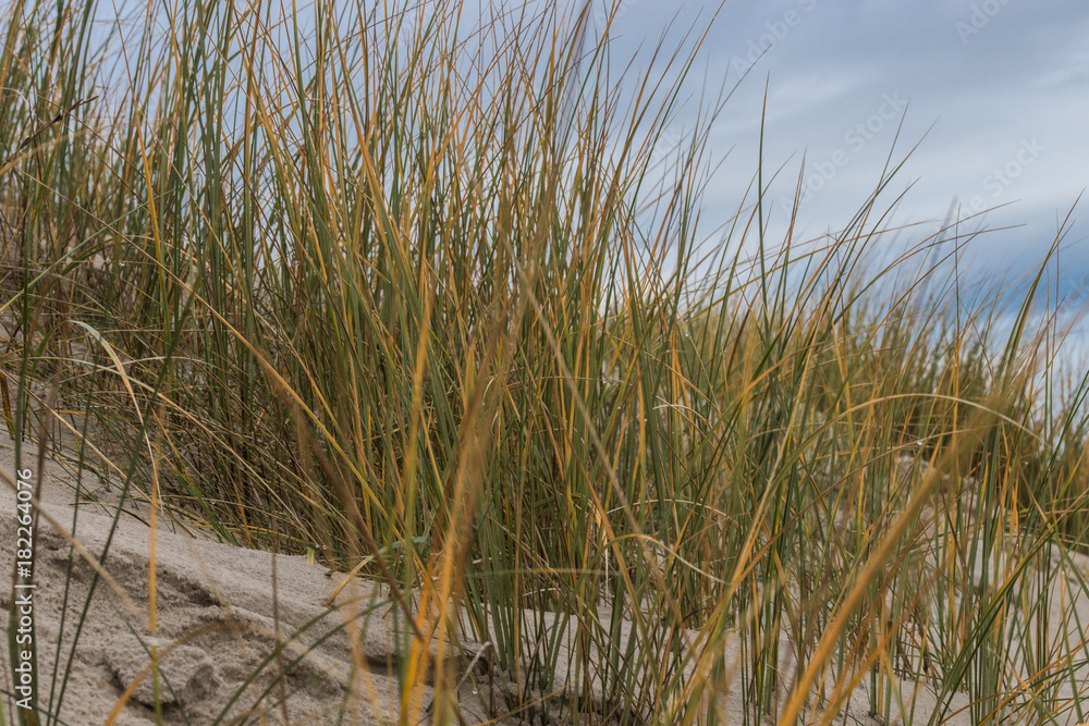 Strandhafer auf einer Düne