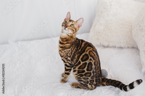 Foto Bengal cat brown spotted pets