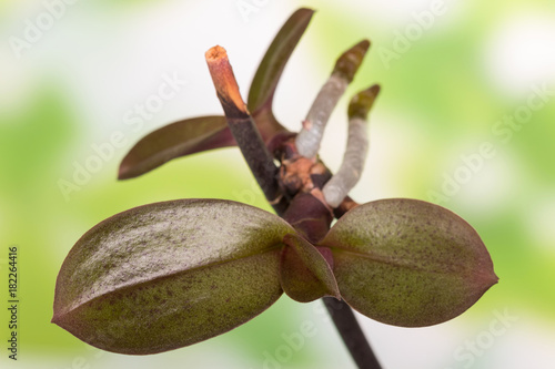 Vegetation period of Phalaenopsis, new sprouts isolated on white