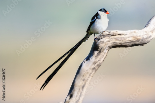 PINTAILED WHYDAH (Vidua macroura) male in breeding colours. The species is parasitic on the nests pf waxbills
