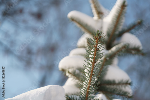 small spruce tree in warm morning after snowfall
