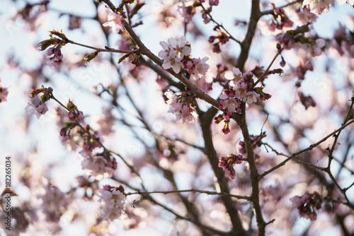 sakura blossom in warm spring morning © GCapture