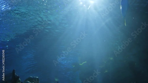 Wallpaper Mural Aquarium, Fish Tank, Coral Reef, Animals, Nature Torontodigital.ca