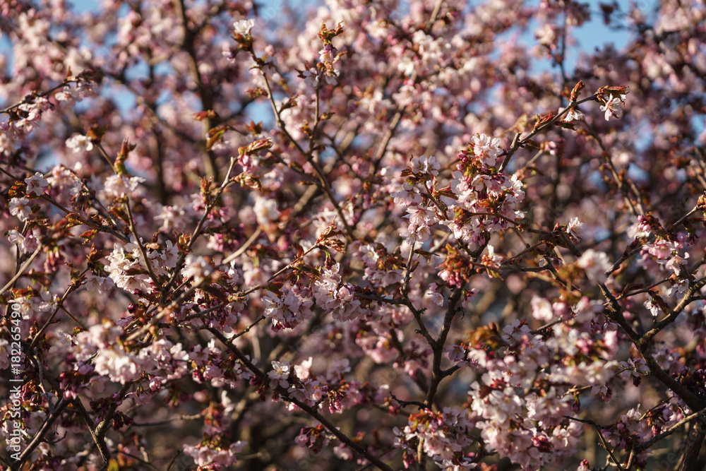 Fototapeta premium sakura blossom in warm spring morning