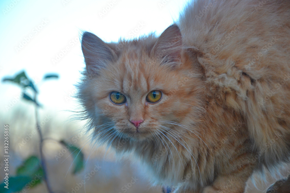 Cat in green. Pet. Cat in green. Pet.