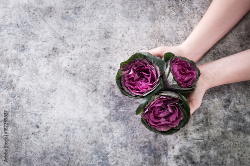 Fotografi Pink ornamental cabbage plant on gray background