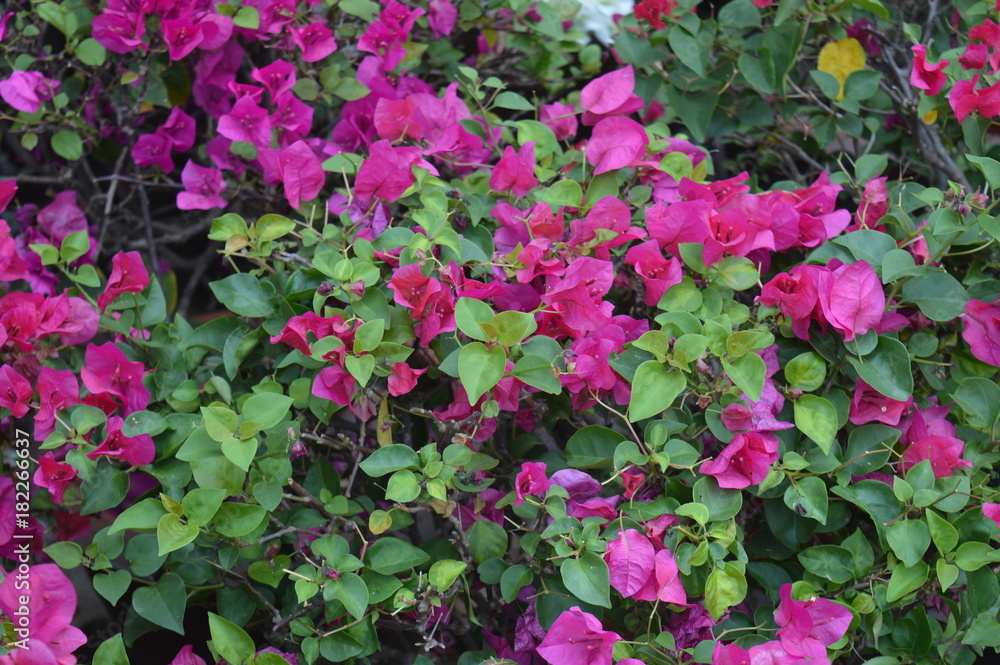 Pink Flower Pink Flower