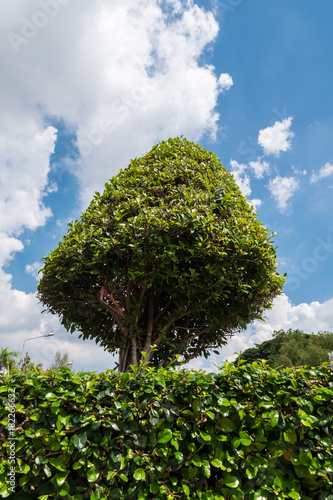 Siamese Rough Bush Tree in the garden , Beautiful blue sky and clouds photo