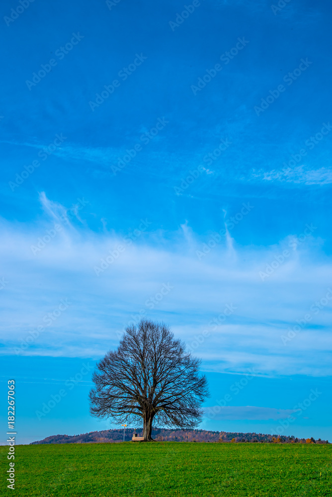 Obraz premium der Baum