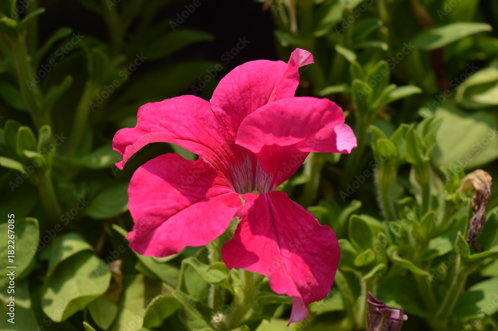 Obraz premium Pink Flower