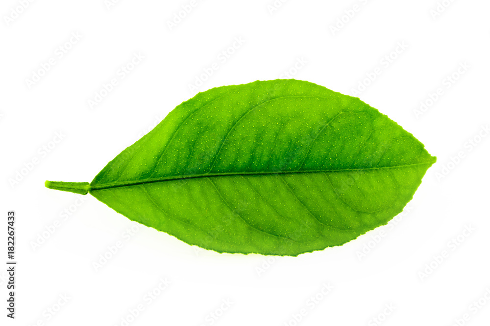 Fototapeta premium Green leaf of lemon closeup on white background