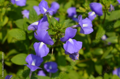 Purple Flower