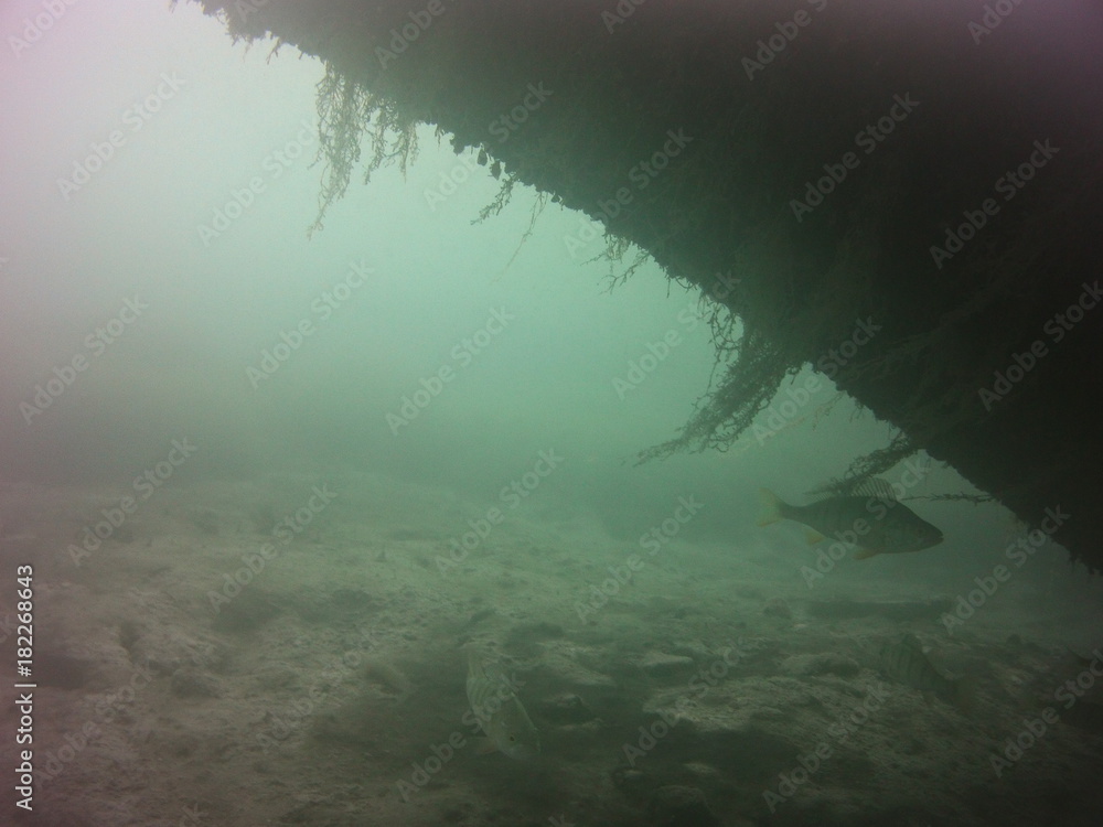 Obraz premium Krabbenhöhle