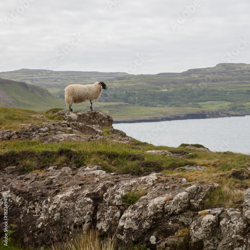 Lonely sheep overlooking the sea