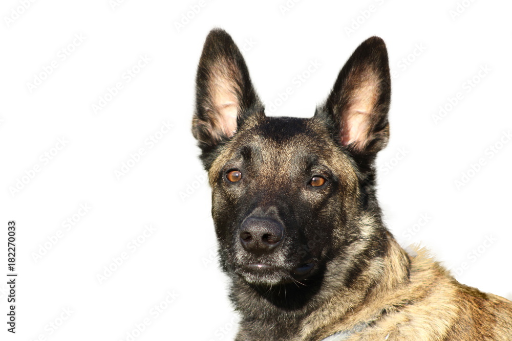 berger belge malinois portrait de face avec regard attentif sur fond blanc