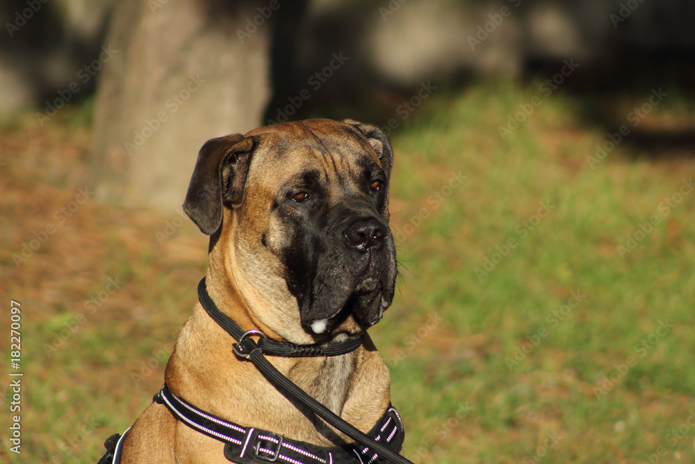 portrait d'un chien cane corso aux yeux attendrissant et aux babines  remplies de bave Stock Photo | Adobe Stock