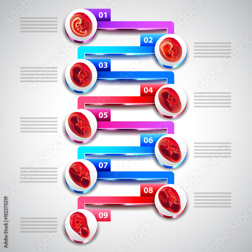 pregnancy infographics with fetus development by months