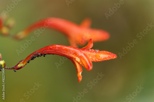 Flower of a Crocosmia paniculata