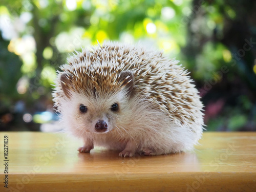 Valokuvatapetti Cute hedgehog on a natural background.