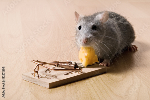 mouse trap, rat eating cheese in mousetrap