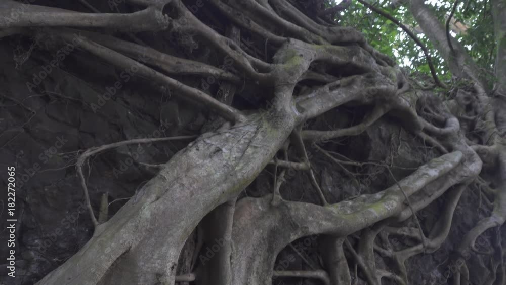 large roots of old trees in the jungle large roots of old trees in the jungle