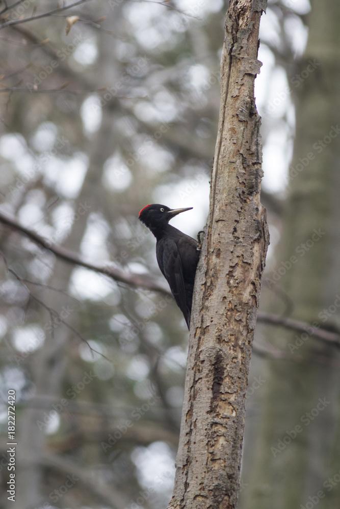 Black woodpecker. Black woodpecker in the natural environment