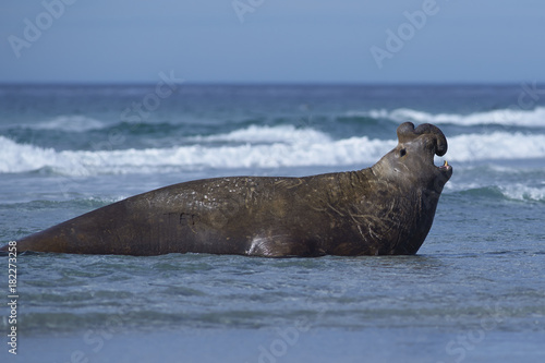 Male Southern Elephant Seal (Mirounga leonina) emerging from the sea on Sea Lion Island in the Falkland Islands.