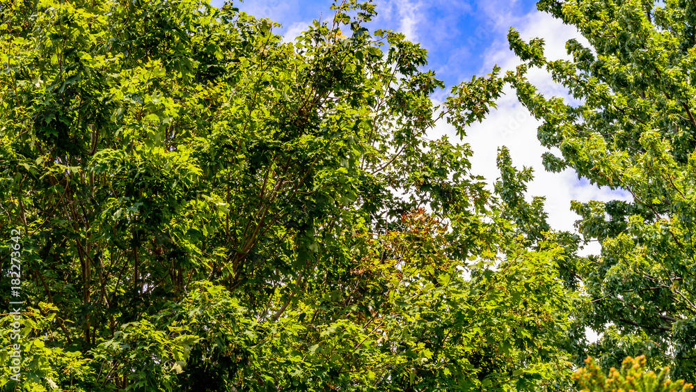 Nature Nature