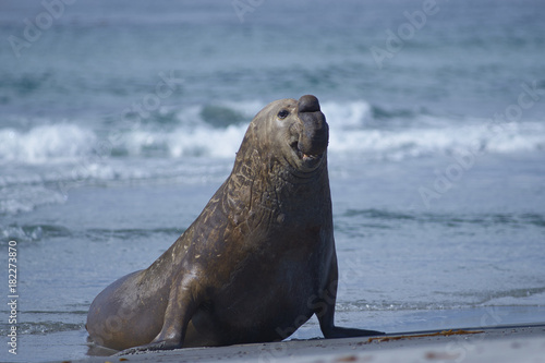 Male Southern Elephant Seal (Mirounga leonina) emerging from the sea on Sea Lion Island in the Falkland Islands.