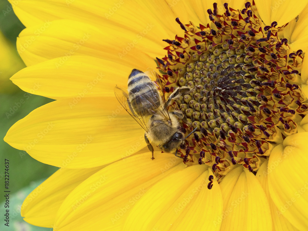 Apis mellifera. Gros plan sur une abeille butinant sur une fleur de tournesol Apis mellifera. Gros plan sur une abeille butinant sur une fleur de tournesol