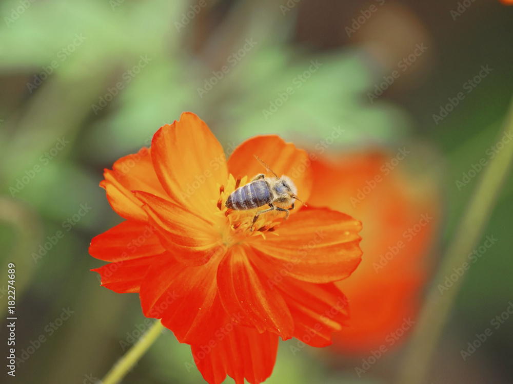 Apis mellifera. Abeille butinant sur une fleur de cosmos rouge Apis mellifera. Abeille butinant sur une fleur de cosmos rouge