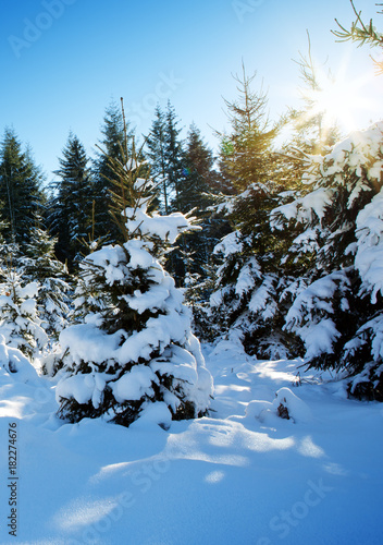 Snowy fir trees in winter and sunlight.