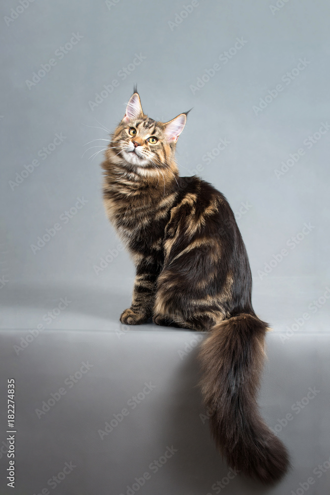 Maine Coon kitten, Black Tabby Blotched color, 6 months old. Studio photo of striped cat sitting on grey background and looking at camera. Chic fluffy tail. Stock Photo | Adobe Stock