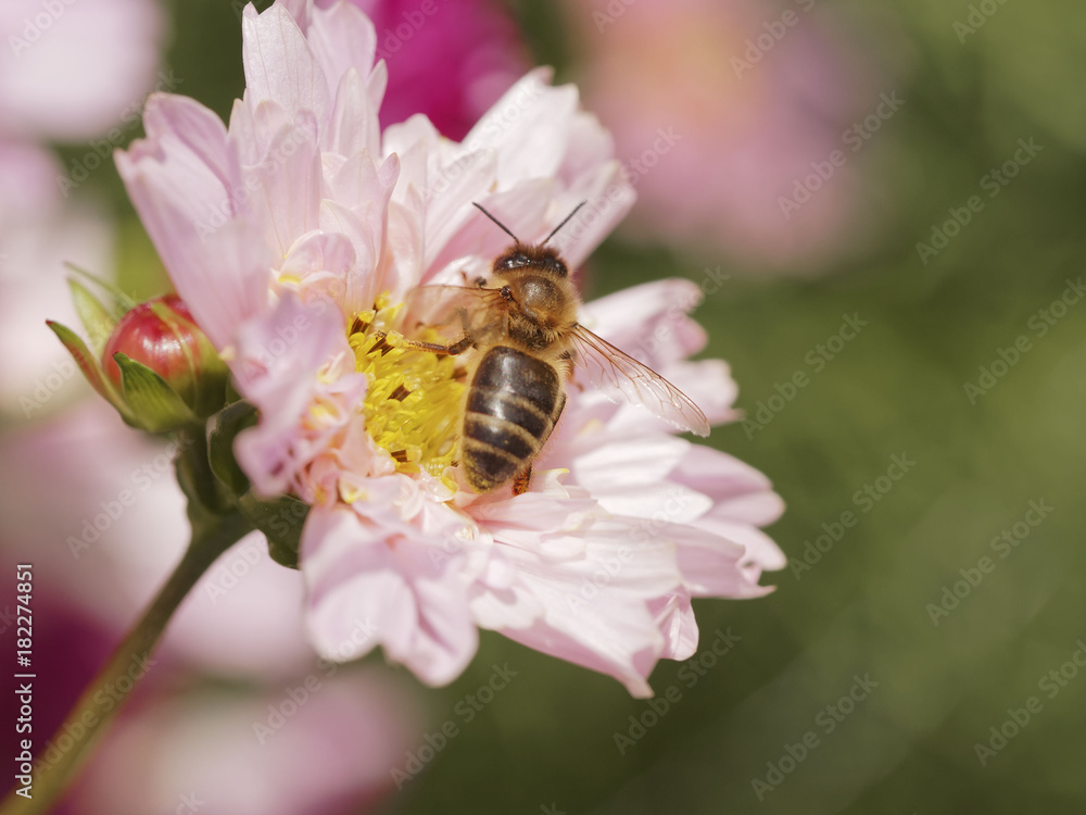 Apis mellifera. Abeille récoltant du nectar sur le pistil jaune d'une fleur de cosmos Apis mellifera. Abeille récoltant du nectar sur le pistil jaune d'une fleur de cosmos