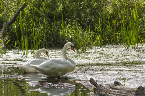  a couple of swans in the wild. mute swan  Cygnus olor  in nature. mute swan  Cygnus olor 