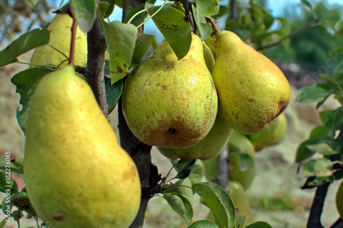  close-up of big ripe pears on a tree branch in the orchard