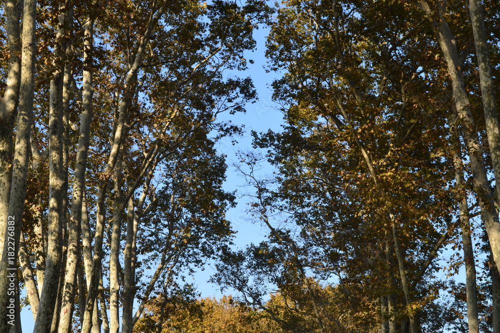 Fototapeta premium Ağaçlar