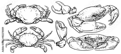 Crab set drawing on white background, Hand drawn outline seafood vector illustration, Set of crab, menu, design, restaurant