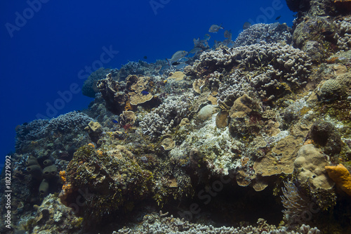 Coral reef and fish