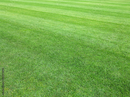 perfect lawn green grass background