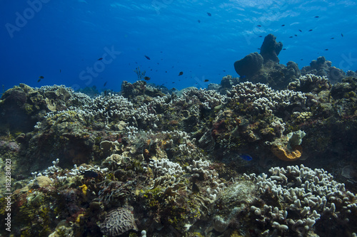 Large coral reef