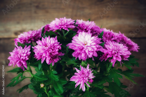 Purple chrysanthemum flowers close up on dark wooden background.