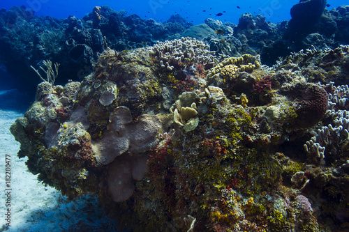 Large colorful reef